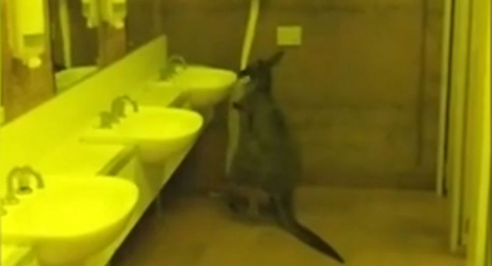两只袋鼠在酒店洗手间搞得一团糟
