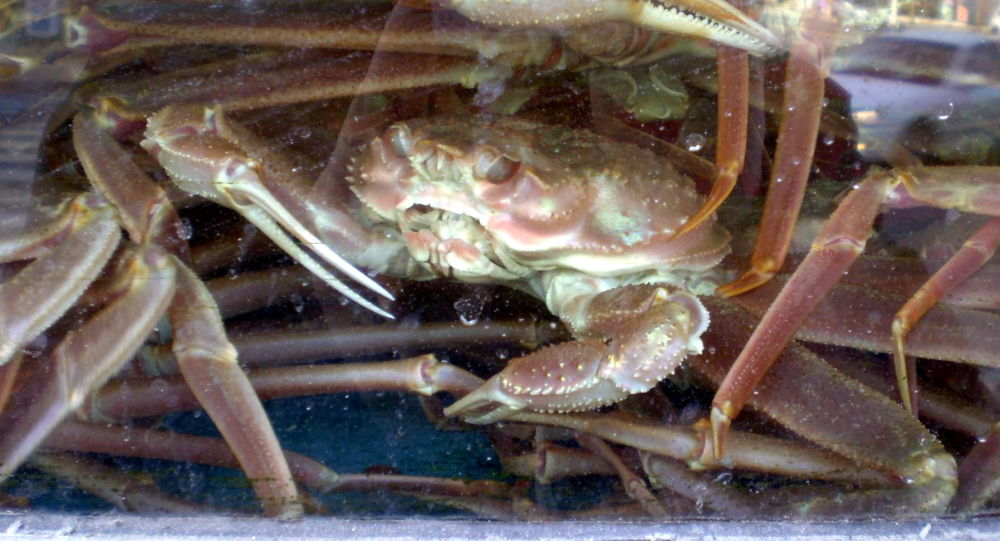 日本一只1.2公斤的螃蟹被拍出近5万美元的天价