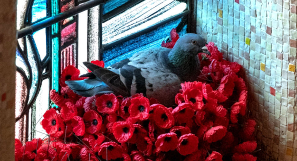 鸽子用战争纪念馆里的罂粟花筑巢
