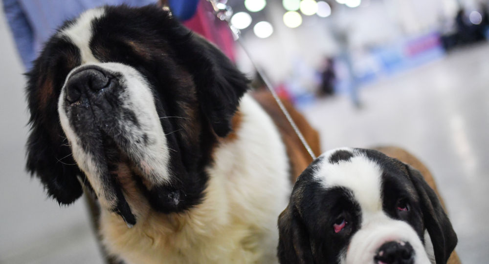 俄紧急情况部解释为何圣伯纳犬不再用作搜救犬