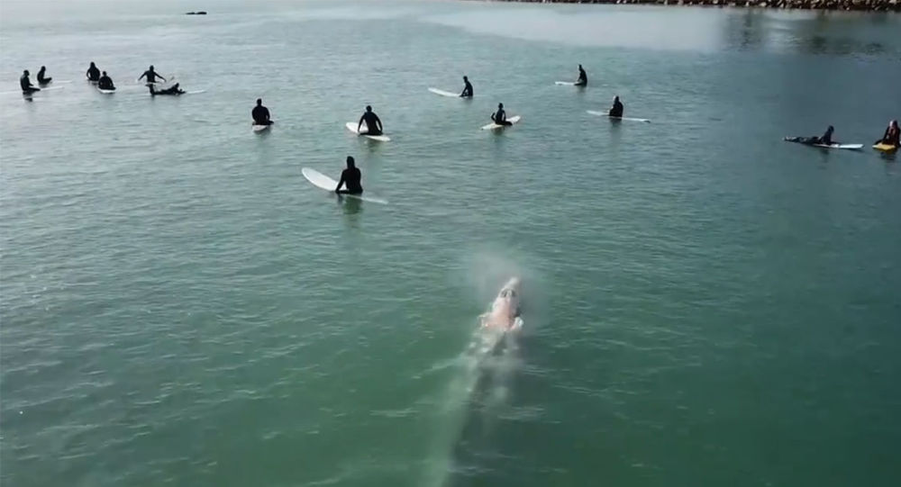 加州巨鲸游近冲浪者