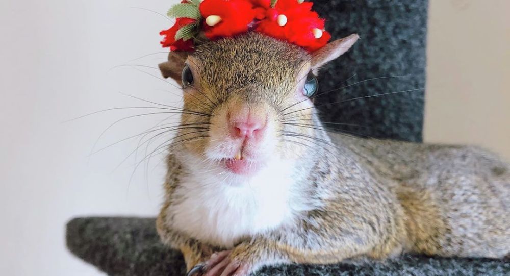 获救松鼠成为Instagram的明星 
