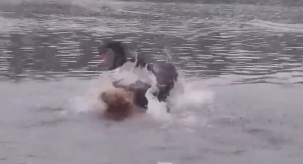 具攻击性的天鹅差点在狗主人面前淹死其小狗