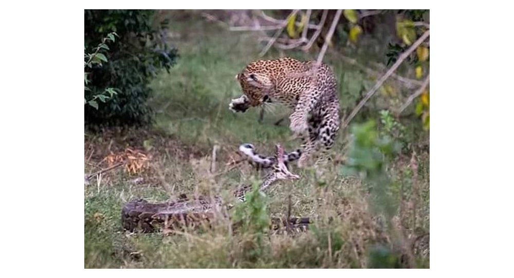 非洲恶战：视频拍到的猎豹和蟒蛇间的生死搏斗