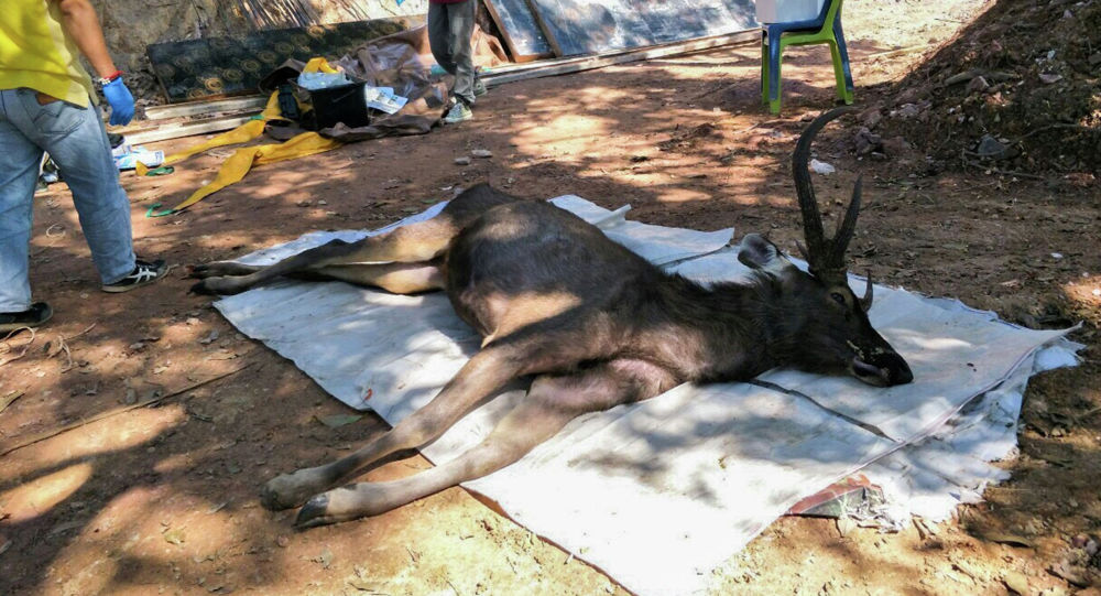 泰国一头死鹿胃中发现7公斤塑料