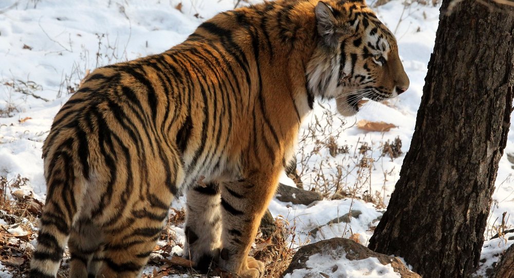 俄中两国国家公园商定就保护稀有虎豹问题展开合作 