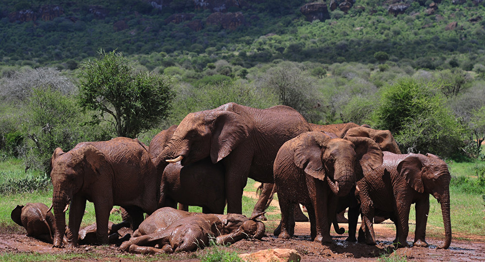 非洲大象在营地杀死一名游客