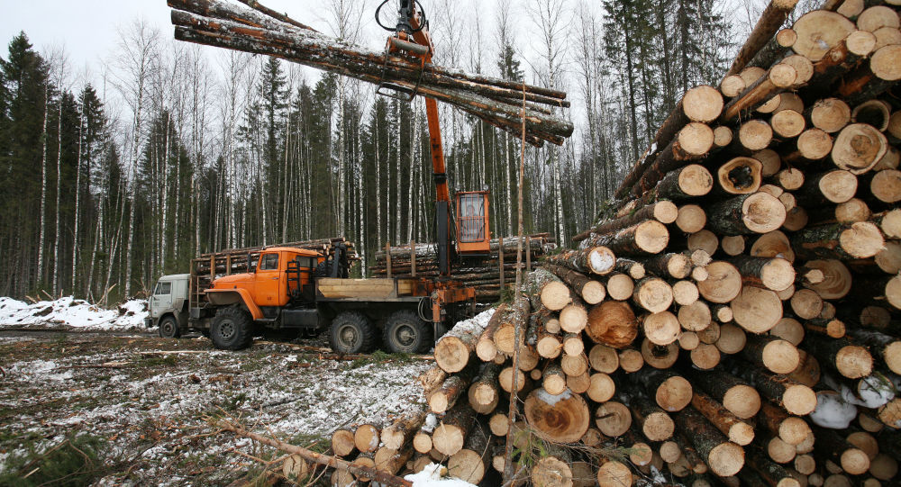俄工贸部长：不适宜全面禁止对华出口木材