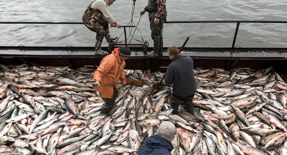 世界自然基金会：俄专家将进行多年来首次阿穆尔河鲑鱼全面调查