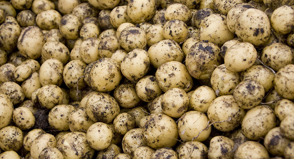 科学家讲述土豆泥对锻炼者的益处