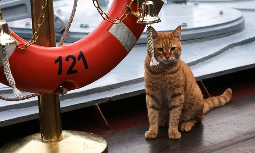 水手猫谢尔盖·伊万诺维奇