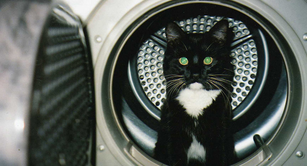 小猫在洗衣机里被洗20分钟后得以幸存