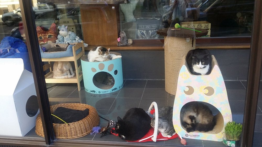 莫斯科的各种“猫”主题咖啡厅 莫斯科的各种“猫”主题咖啡厅