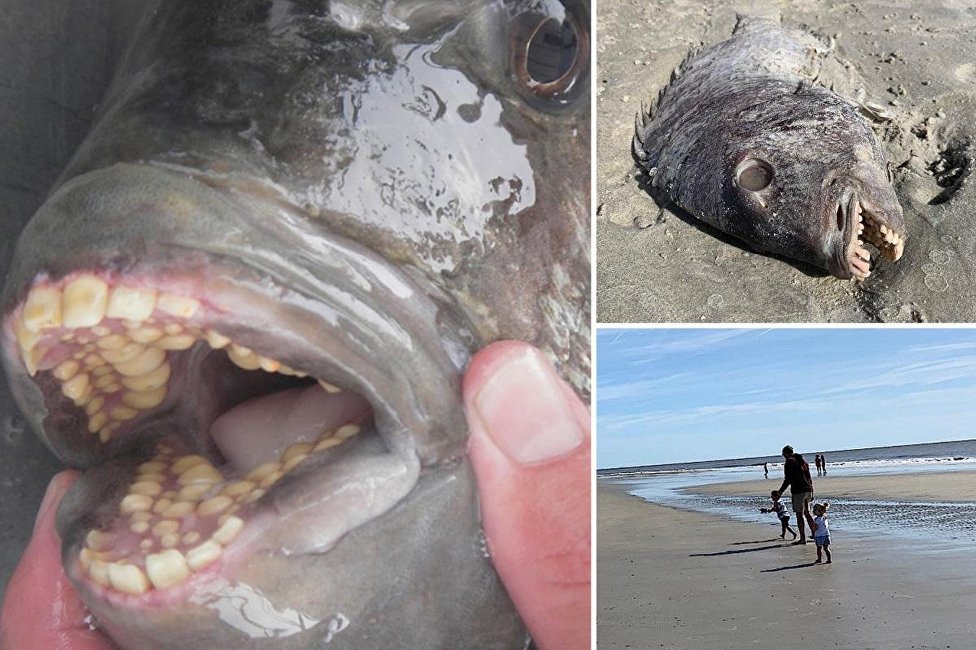 長著人齒的魚被衝上美國海灘 長著人齒的魚被衝上美國海灘
