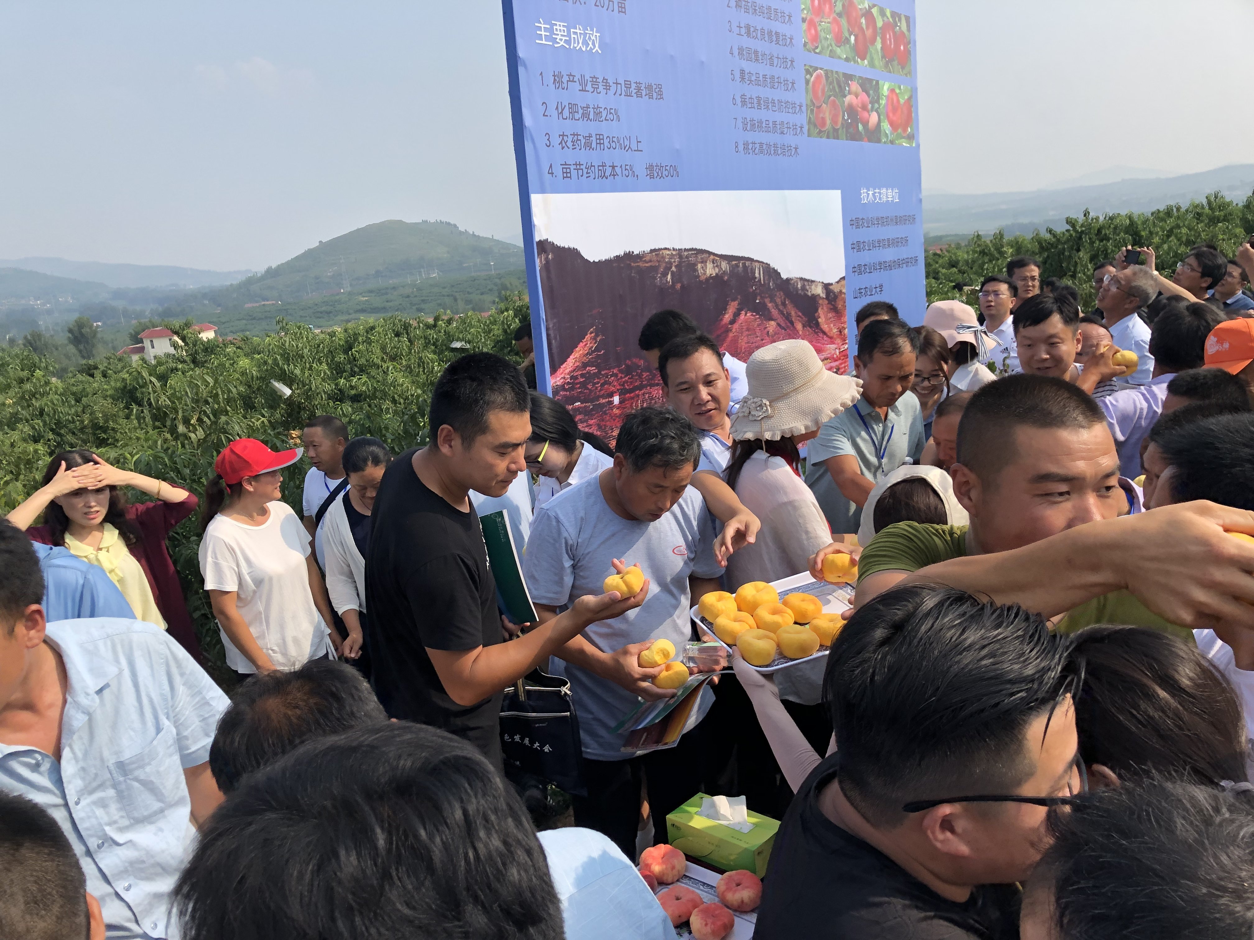 俄罗斯民众能否有机会吃上中国这款“网红”蜜桃? 俄罗斯民众能否有机会吃上中国这款“网红”蜜桃?