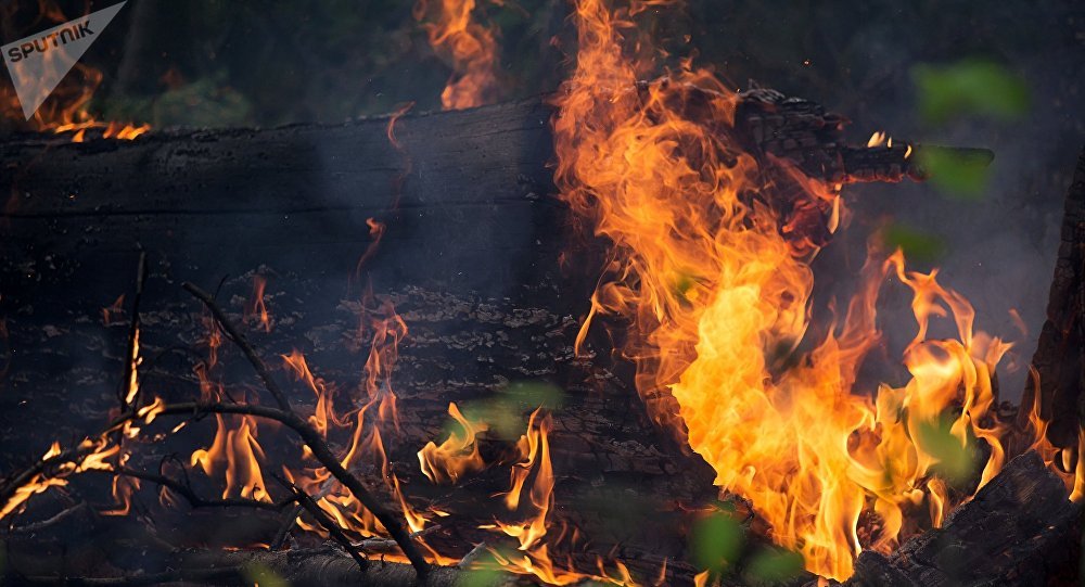 俄联邦航空护林局：俄林火过火面积已增加近八千公顷