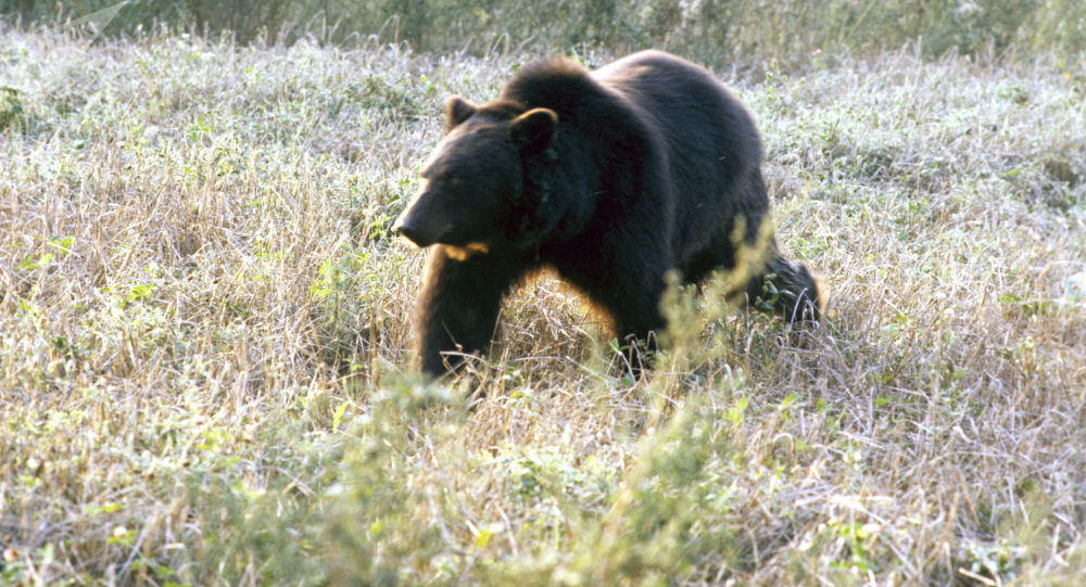 俄滨海边疆区一名猎人遭熊袭击
