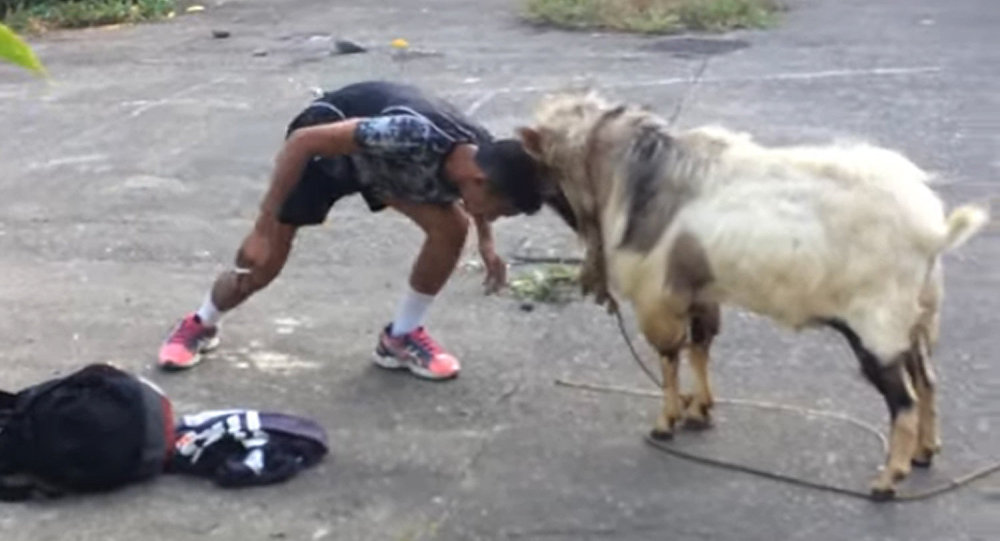 菲律宾男子挑战山羊