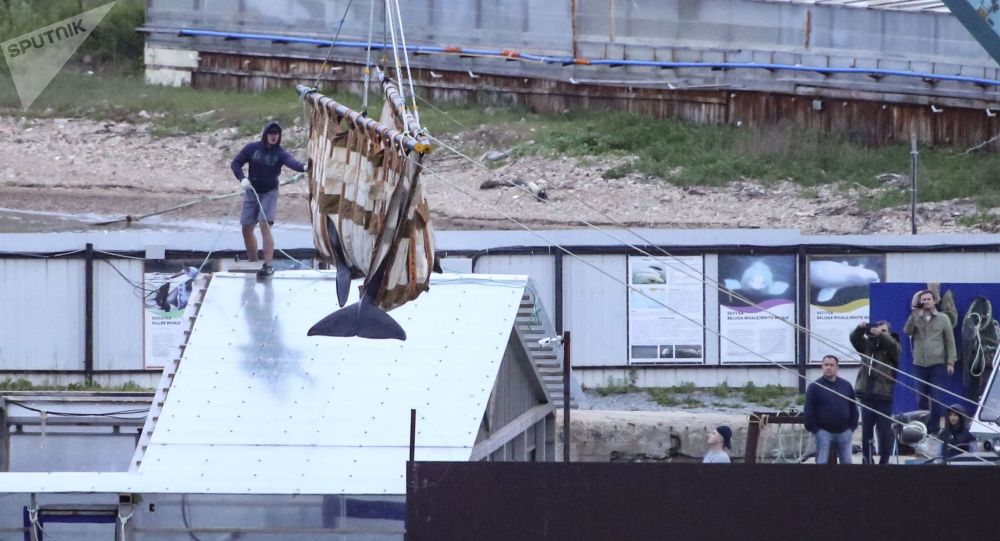 俄远东“鲸鱼监狱”最后一批虎鲸已被运往放归地点