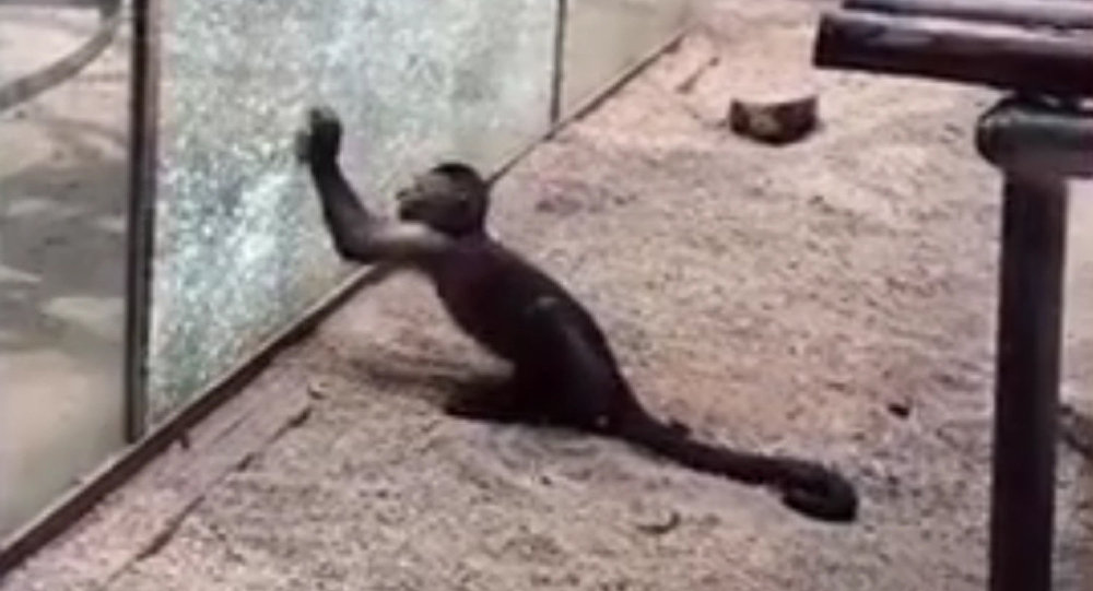 大逃亡：中国动物园内的猴子用石头砸碎了兽笼的玻璃