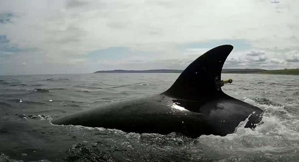生物学家证实虎鲸具备“祖母假说”