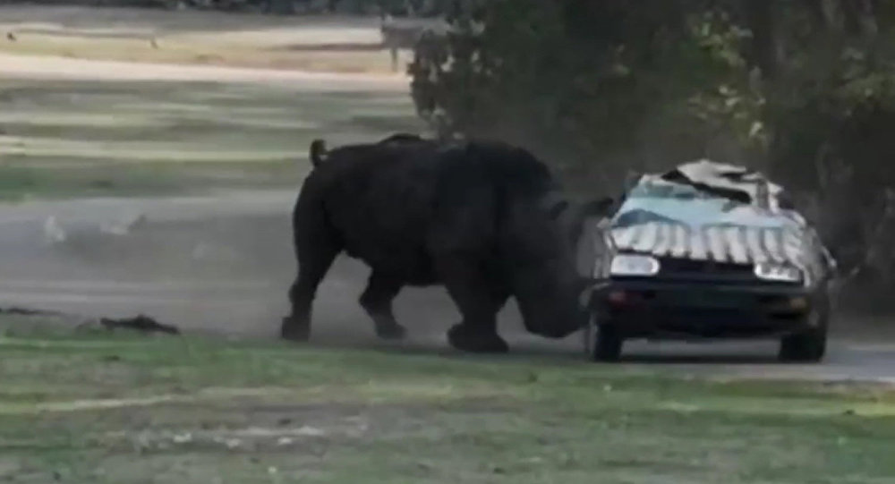 犀牛三次将载着动物园管理员的汽车弄翻