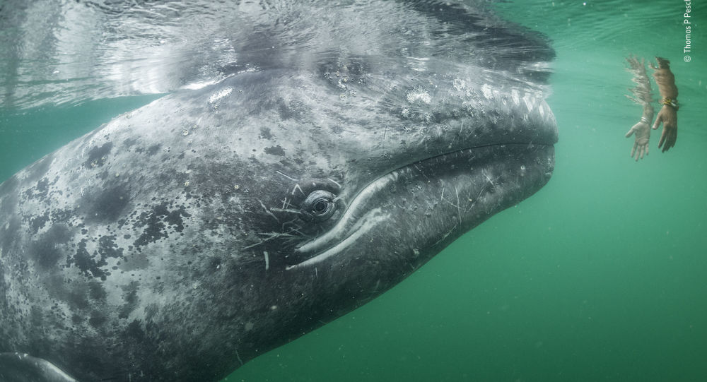 鲸鱼能拯救地球免受温室气体侵害