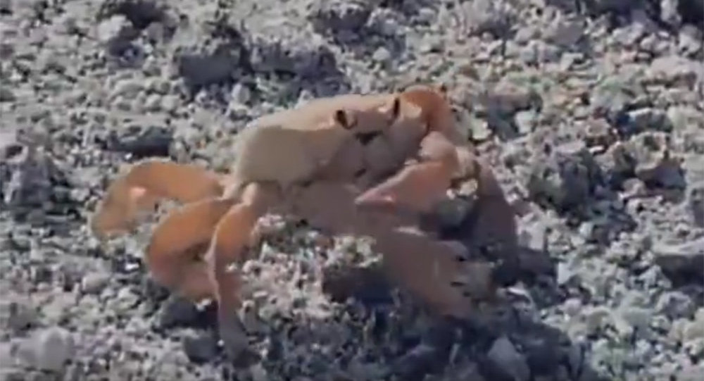 螃蟹挣脱自己的爪子