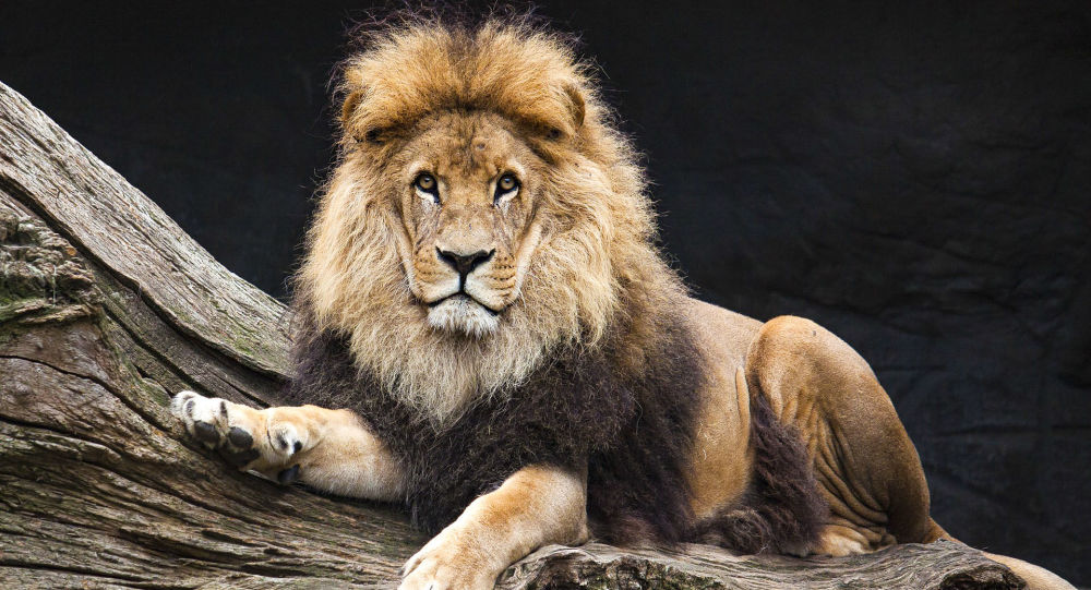 纽约动物园的一位女游客翻过兽笼逗狮子