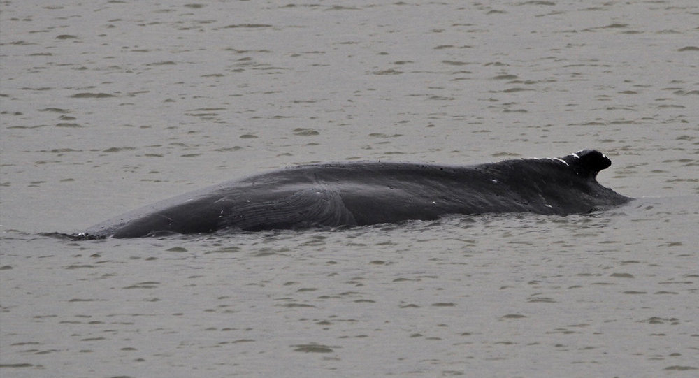 一只座头鲸游到伦敦泰晤士河中