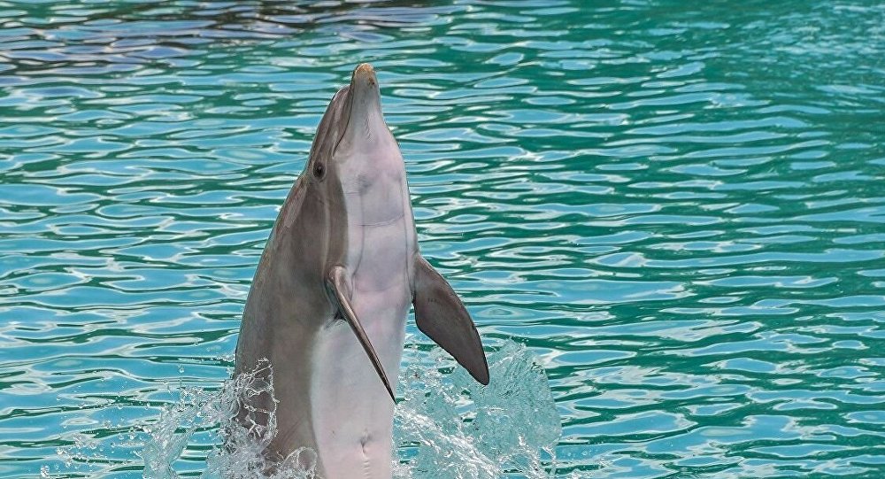 发疯的海豚啃咬十岁孩子试图将其淹死