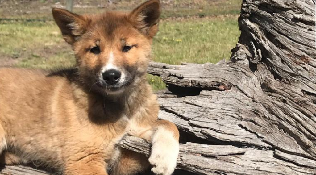 老鹰从天上抛下狗崽 竟是珍稀澳洲野犬 