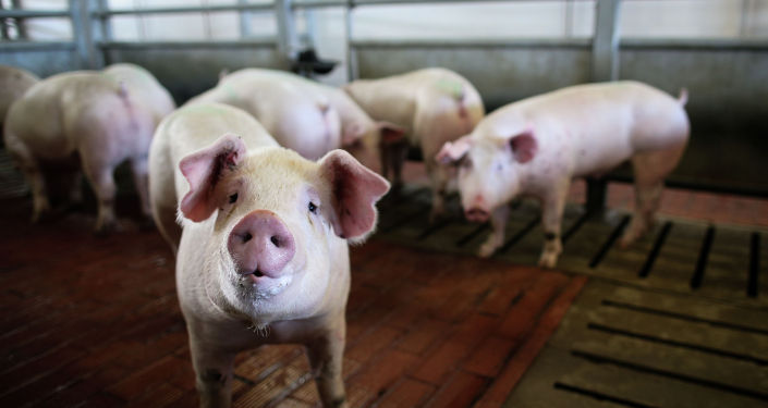 中国电打非洲猪温