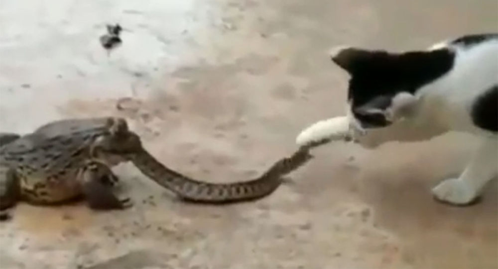 猫与吞食蛇的蟾蜍对峙