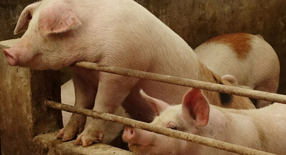 华媒： 中国印发生猪生产恢复方案