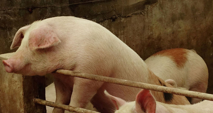 中国电打非洲猪温