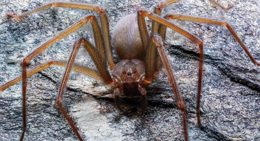 墨西哥发现新种毒蜘蛛 可致组织坏死
