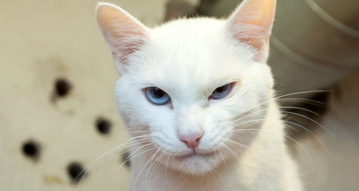 冬宫猫咪阿喀琉斯