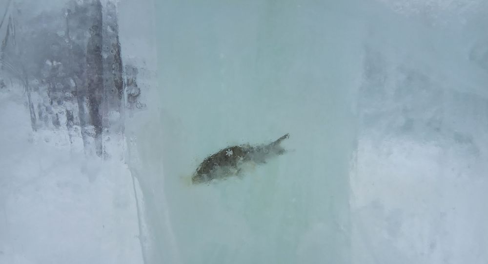 俄秋明市冰雪小镇的冰雕内发现冰冻鱼