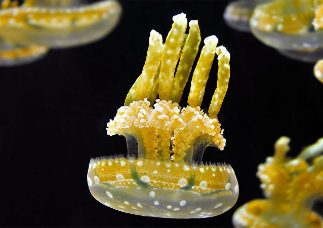 金色水母(巴布亚硝水母mastigias papua)