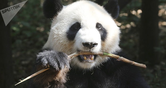 中央电视台:中国将向俄罗斯提供两只大熊猫开展合作研究 中央电视台:中国将向俄罗斯提供两只大熊猫开展合作研究