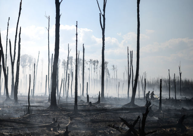 俄罗斯森林火灾面积减少3800公顷