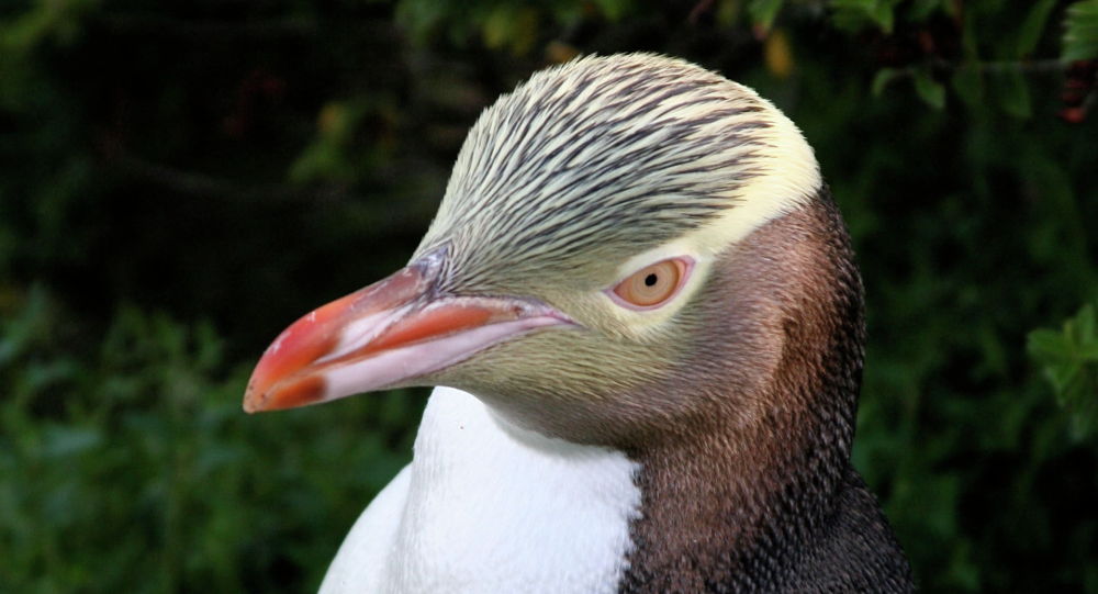 黄眼企鹅被评为新西兰2019年"年度鸟类"